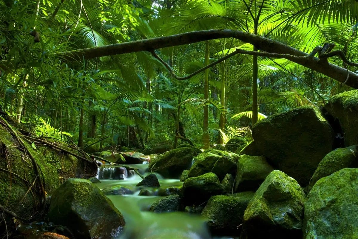 Tropical North Queensland: Reef & Rainforest