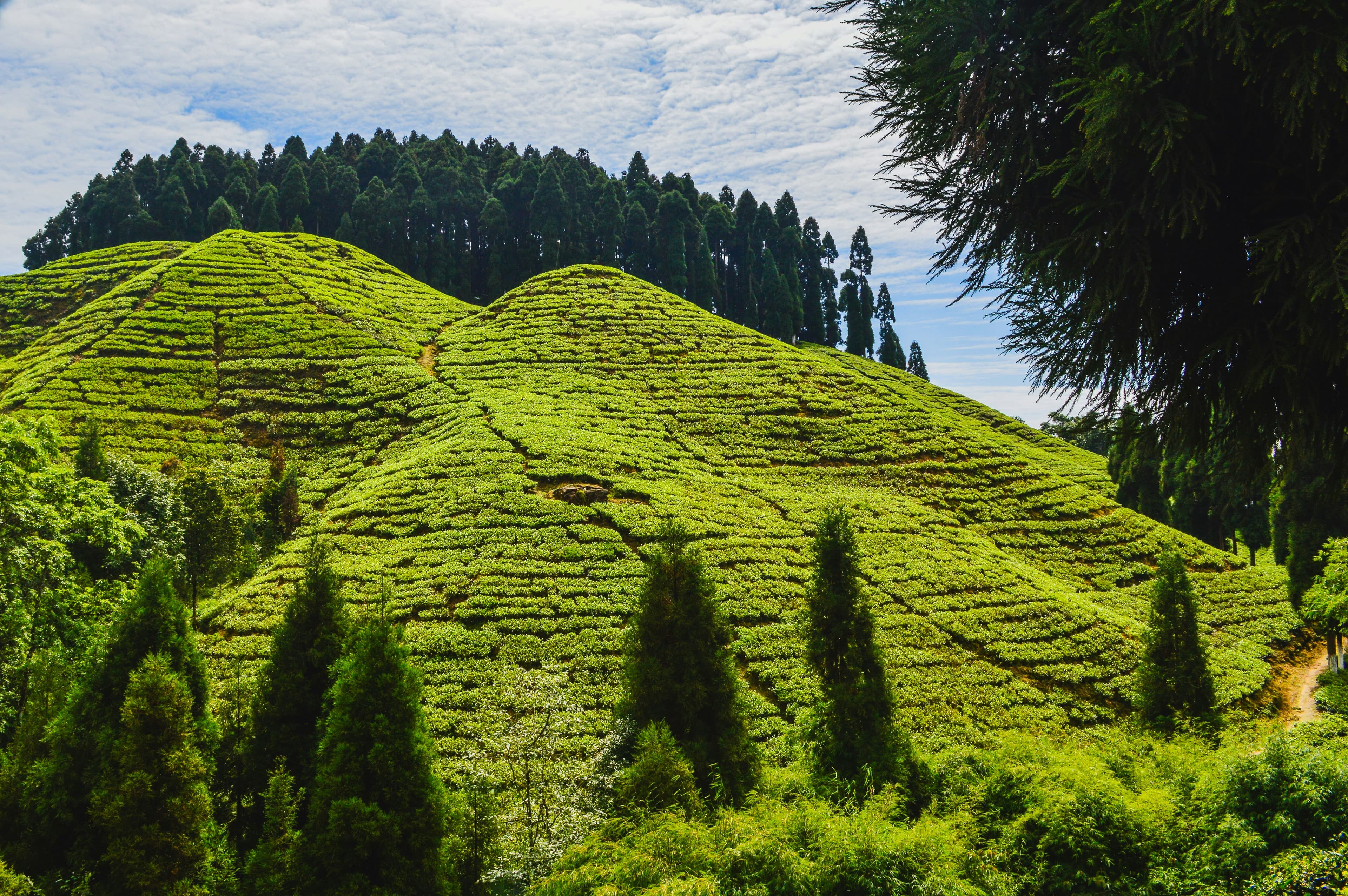 Darjeeling Tea Trails